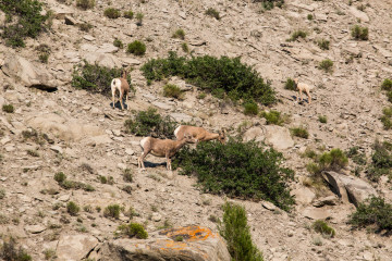 18.7. Tower/Roosevelt Area - Bighorn Sheep