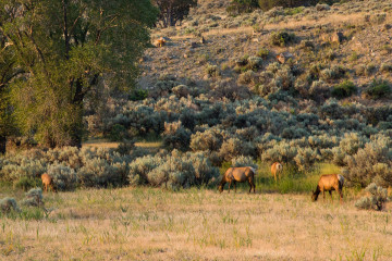 18.7. Elks am Boiling River