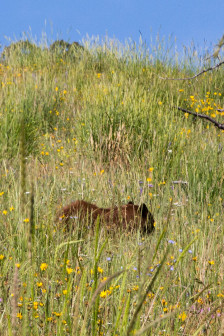 19.7. Beaver Ponds Trail - Black Bear ...