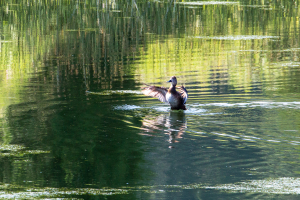 19.7. Beaver Ponds Trail