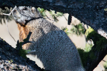 20.7. Yellowstone Picnic Area Trail - Yellow-bellied Marmot