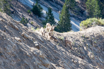 20.7. Yellowstone Picnic Area Trail - Bighorn Sheep