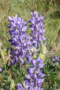 20.7. Yellowstone Picnic Area Trail - Lupine