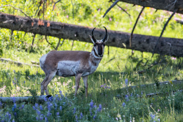 20.7. Yellowstone Picnic Area Trail - Pronghorn