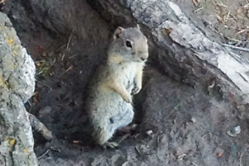 20.7. Yellowstone Picnic Area Trail - Chipmunk