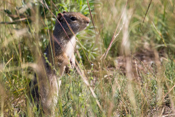 20.7. Yellowstone Picnic Area Trail - Chipmunk