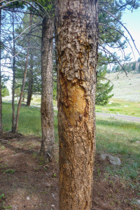 20.7. Yellowstone Picnic Area Trail - Kratzspuren, Bär?