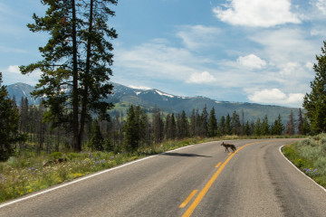 20.7. Ein Coyote auf dem Weg nach Canyon