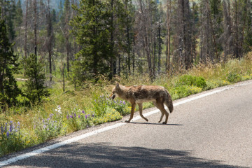20.7. Ein Coyote auf dem Weg nach Canyon