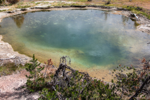 21.7. Lower Geyser Basin - Leather Pool