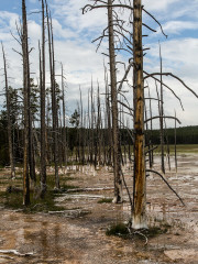 21.7. Lower Geyser Basin