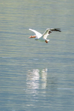 22.7. Jackson Lake - White Pelican