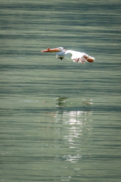 22.7. Jackson Lake - White Pelican