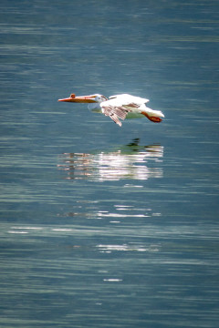 22.7. Jackson Lake - White Pelican