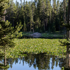 22.7. Heron Pond & Swan Lake Trail