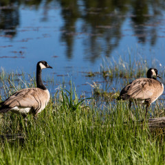 22.7. Heron Pond & Swan Lake Trail