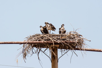 23.7. Flaming Gorge SP - Ospreys mit Jungen