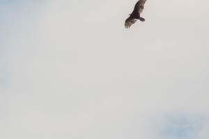 24.7. Flaming Gorge - Turkey Vultures