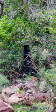 27.7. Ein Black Bear zum Frühstück !?!