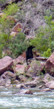 27.7. Ein Black Bear zum Frühstück !?!