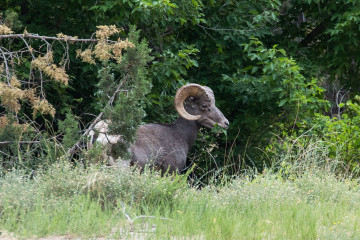 28.7. Bighorn Ram, Sea Cliff