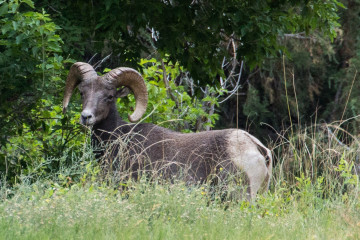 28.7. Bighorn Ram, Sea Cliff