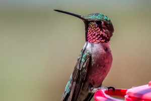 1.8.2014 Steamboat Lake SP - Colibri