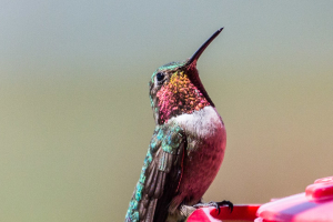 1.8. Steamboat Lake SP - Colibri