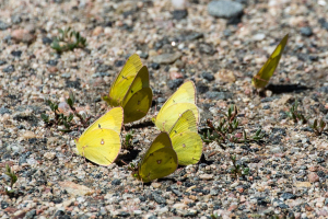 1.8. Steamboat Lake SP