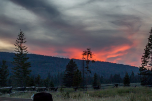 2.8. State Forest SP, Bockman CG, 9300ft