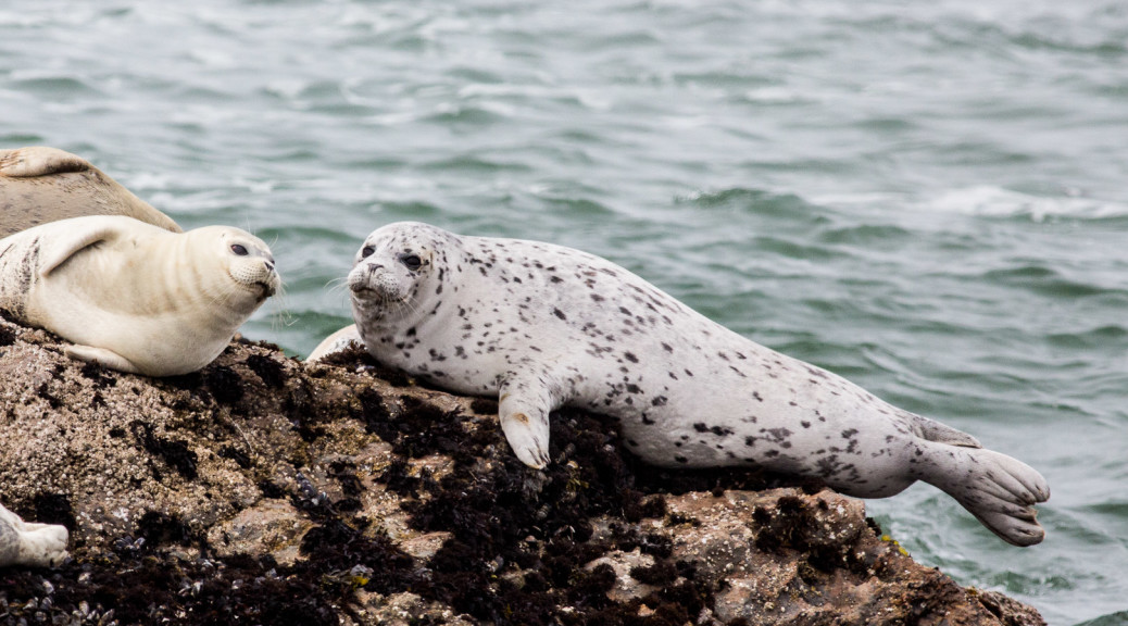 13.-15.7. MacKerricher SP - Harbor Seals