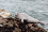 13.-15.7. MacKerricher SP - Harbor Seals