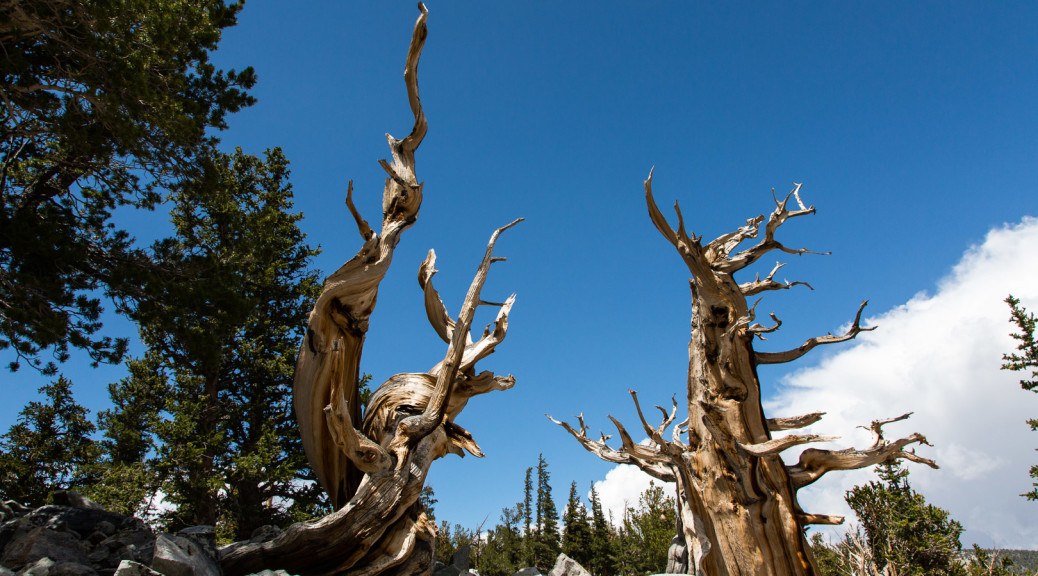 23.-25.7. Great Basin NP - Bristlecone Pines