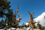 23.-25.7. Great Basin NP - Bristlecone Pines