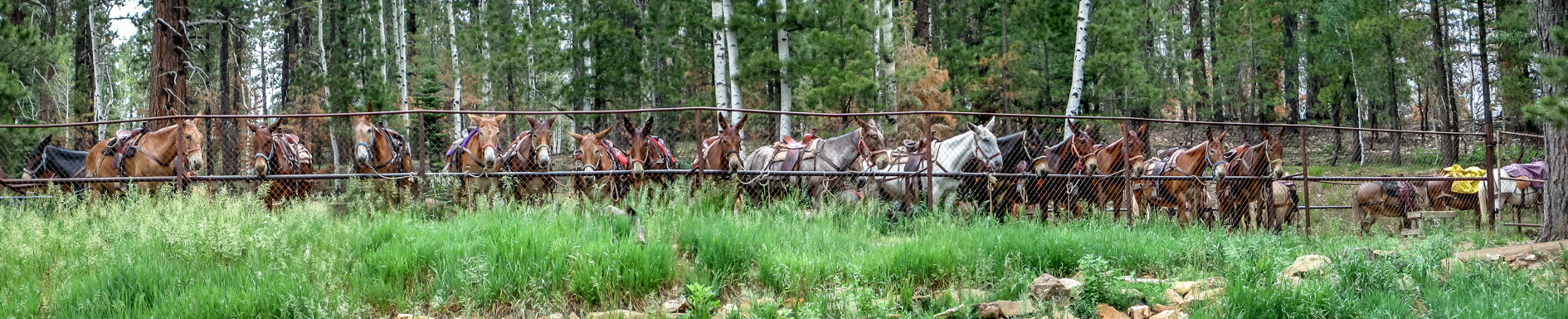 Grand Canyon: Die Reitpferde am North Kaibab Trailhead