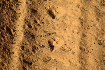 7.7. Wanderung zu den Dinosaur Tracks