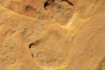 7.7. Wanderung zu den Dinosaur Tracks