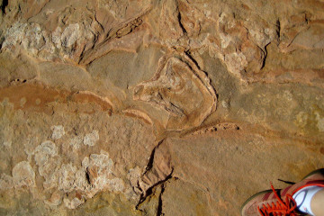 7.7. Wanderung zu den Dinosaur Tracks