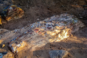 8.7. Versteinerte Baumstämme im Escalante State Park.