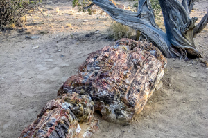 8.7. Versteinerte Baumstämme im Escalante State Park.