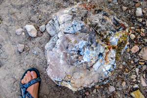 8.7. Versteinerte Baumstämme im Escalante State Park.