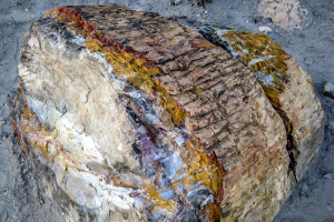 8.7. Versteinerte Baumstämme im Escalante State Park.