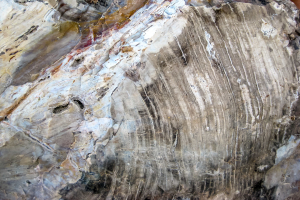 8.7. Versteinerte Baumstämme im Escalante State Park.