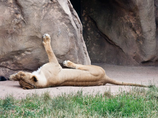 17.-20.7. Denver: Denver Zoo