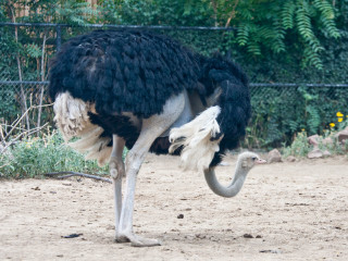 17.-20.7. Denver: Denver Zoo