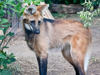 17.-20.7. Denver: Denver Zoo