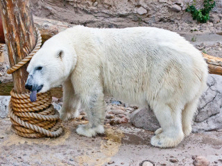 17.-20.7. Denver: Denver Zoo