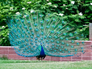 17.-20.7. Denver: Denver Zoo