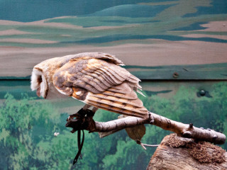 17.-20.7. Denver: Denver Zoo. Schleiereule (Barn Owl)