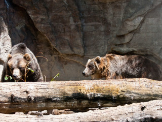 17.-20.7. Denver: Denver Zoo